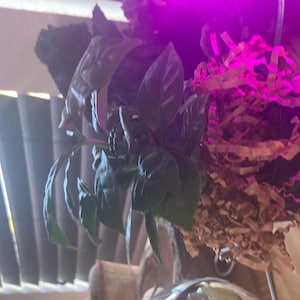 gis added a photo of their purchase