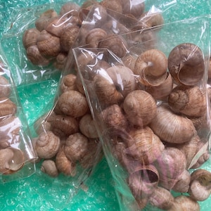 TINY BUTTON Top SNAIL Shells, Miniature Snail Shells, Black Pearl ...