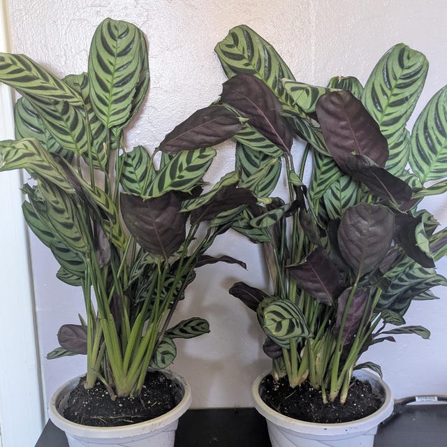 calathea makoyana plant 4" Calathea Makoyana  Canopy Plant Co