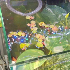 Arty hat ein Foto des gekauften Artikels hinzugefügt