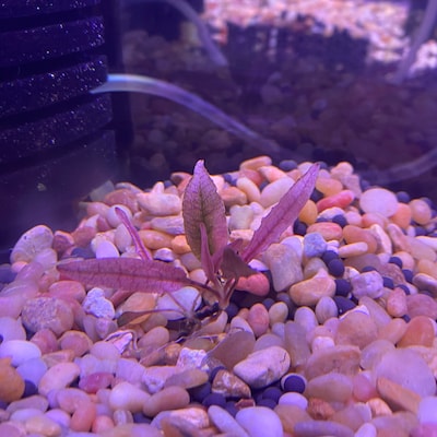 1 Pink Flamingo Crypt Plant Live Aquarium Plants Free S/h Live Aquatic ...