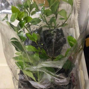 Yvonne added a photo of their purchase