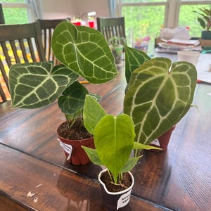 Brit added a photo of their purchase