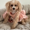 xs dog bow tie
