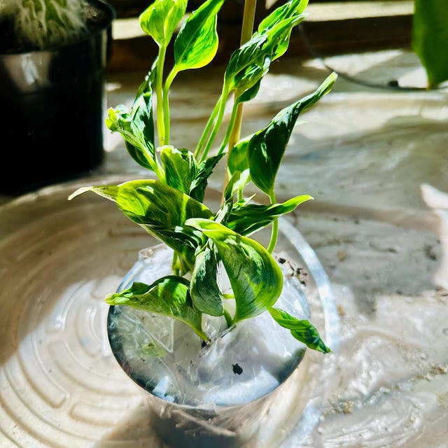 Epipremnum Aureum 'shangri La' in 4 Inches Pot - Etsy