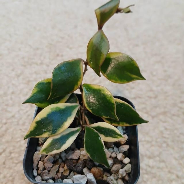 Hoya bakoensis (Outer Variegated) Rooted Plant for Sale – Hoya