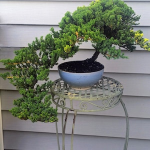 Procumbens Nana Bonsai Tree: 18-Year-Old Japanese Juniper in Ceramic Pot -  Etsy sterreich