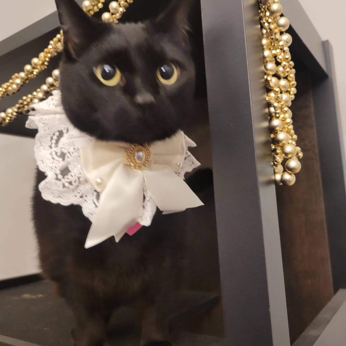 Baby Blue Pink Soft Lace Ruffled Collar Cute Cat Handmade Neckwear ...