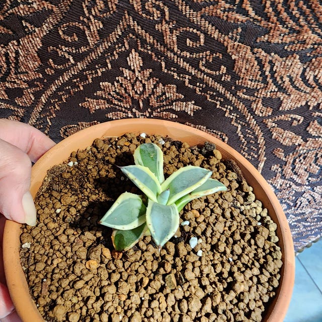 Agave Applanata 