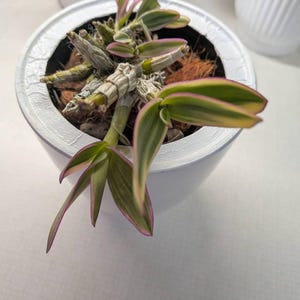 Catpsyche added a photo of their purchase
