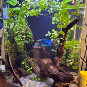 Anastasia added a photo of their purchase