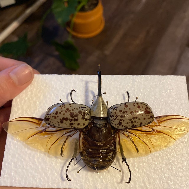 Dynastes Granti Hercules Beetle Wings Spread Mounted Pinned Arizona - Etsy