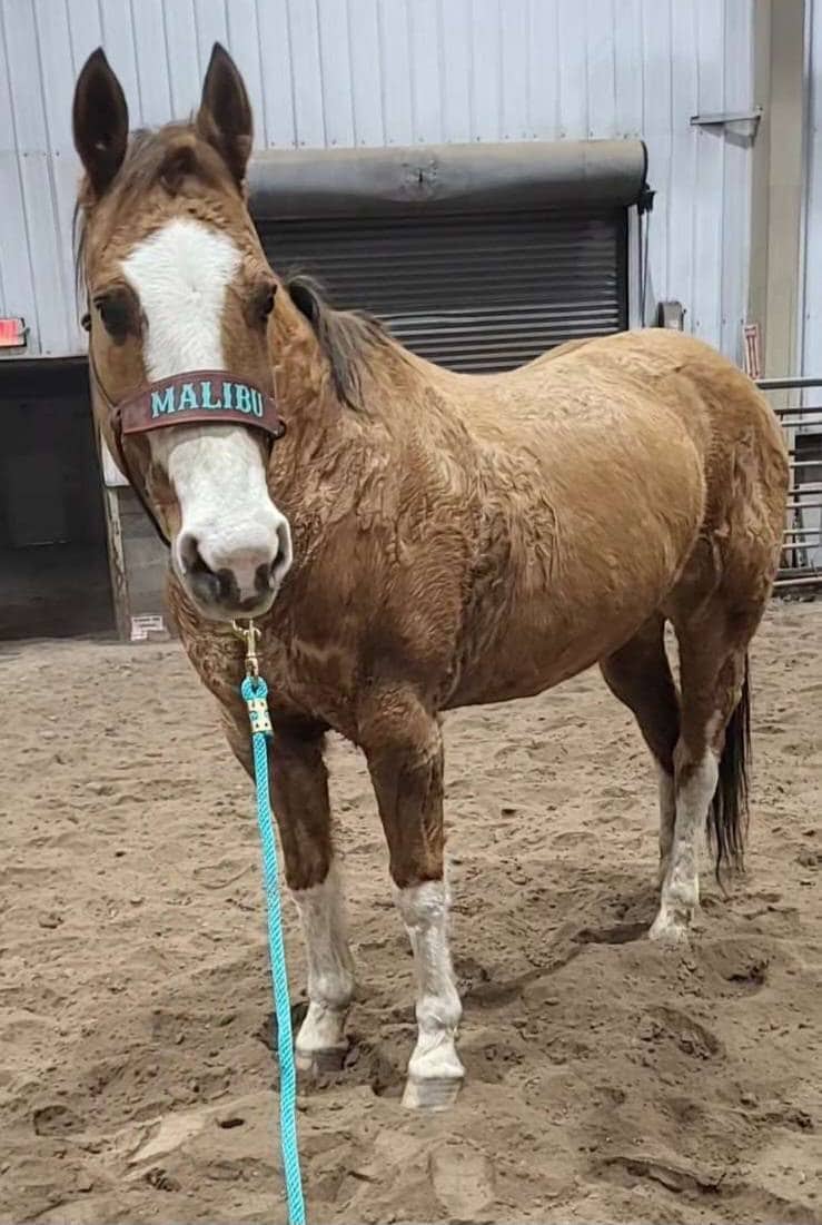 Skinny Bronc Poly Rope Halter