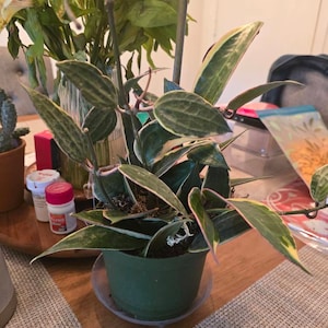 Araceli added a photo of their purchase