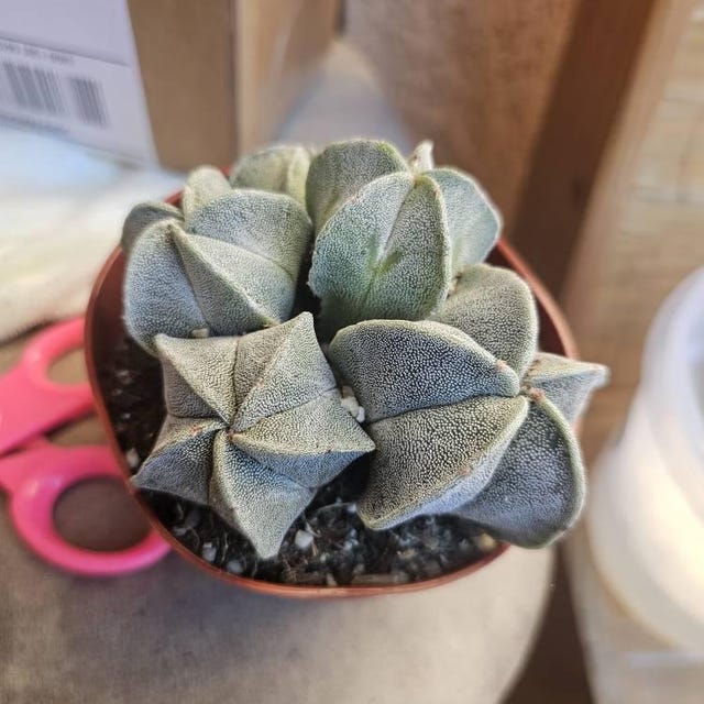 Astrophytum Myriostigma Onzuka, Rare Cactus, 2 Seeds [SEEDS ONLY