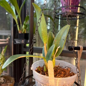 Susan added a photo of their purchase