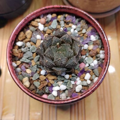 Rare Crassula Umbella wine Cup Seeds - Etsy