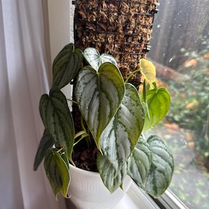 Morgan added a photo of their purchase