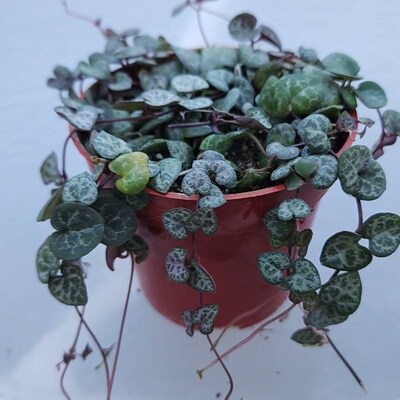 Ceropegia Woodii String Of Hearts Rare Succulent Plant Shown