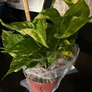 kristine added a photo of their purchase
