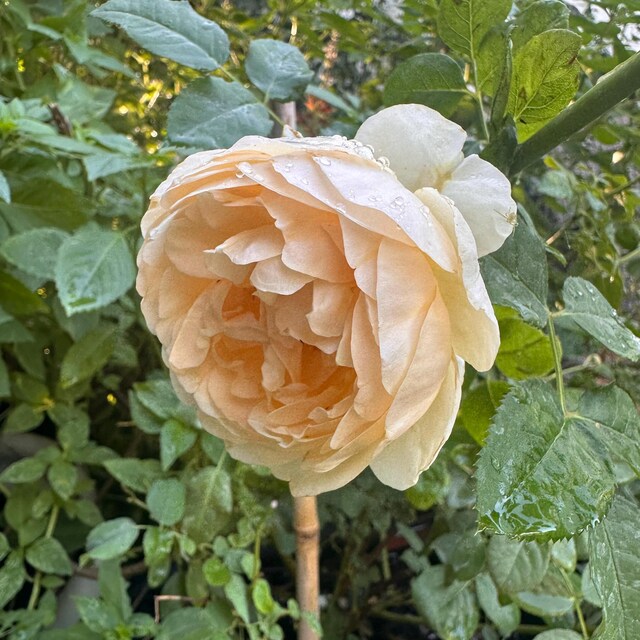 Climbing Rose. Auscot. - Etsy