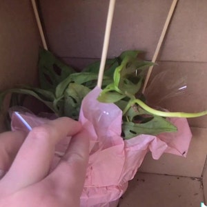 Wyn added a photo of their purchase