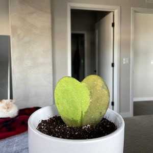 Aly added a photo of their purchase