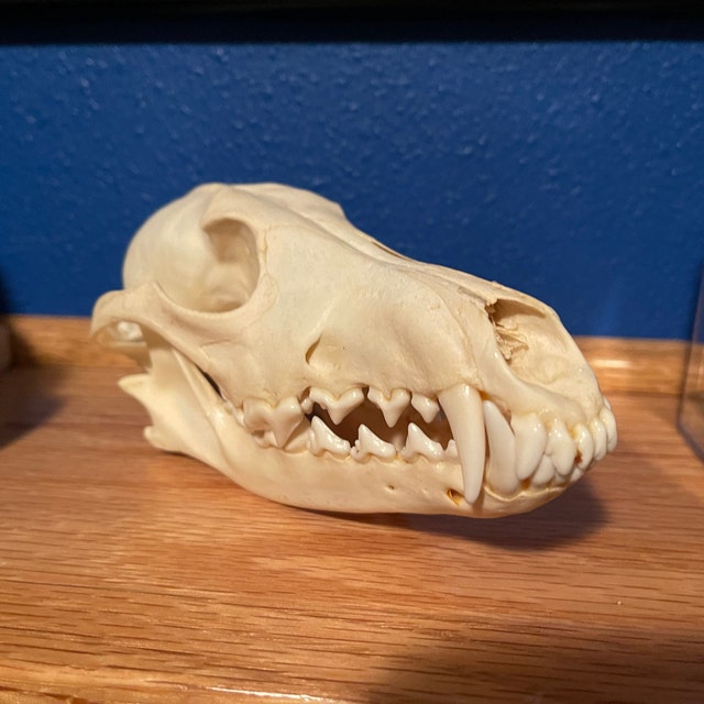 本物のコヨーテの頭蓋骨 - Etsy 日本