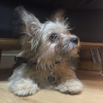 Boba Fett / Star Wars 2-Sided Pet Id Dog Tag / Personalizzato Per - Foto 5