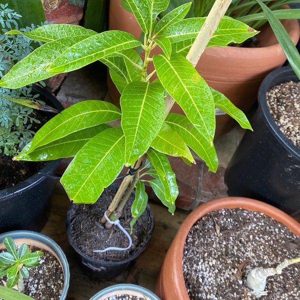 Indian Pakistani Mango Anwar Ratol Tree Grafted the Best Mango in the ...
