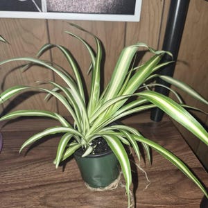 Hannah added a photo of their purchase