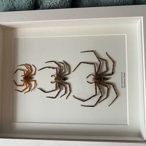 Comprador de Etsy ha añadido una foto de su compra