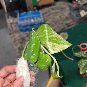 Maria added a photo of their purchase
