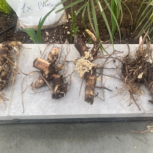 Damon ha añadido una foto de su compra