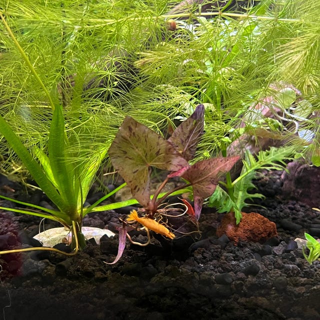 Tiger Lotus Aquarium Plant Bulbs Live Fish For Aquarium Pink Tiger