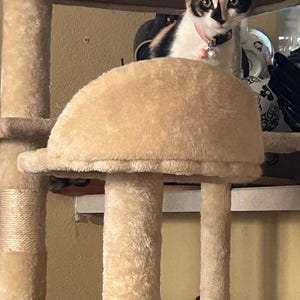 Connie added a photo of their purchase