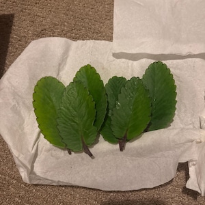 Iphone ha añadido una foto de su compra