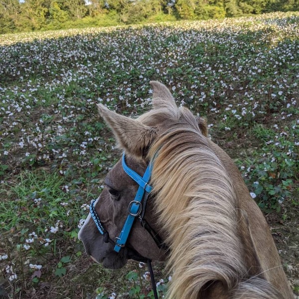 Bosal En Cuir Brut Naturel Et Turquoise - Hackamore 24 Tresses - Équitation Western