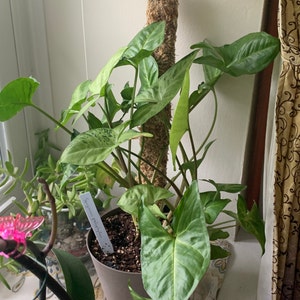 Matthew added a photo of their purchase