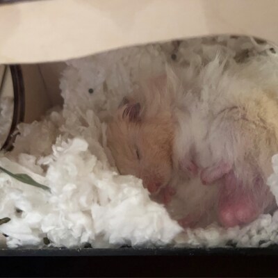 View of Image result for Hamster acclimation supplies