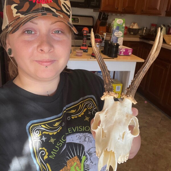 REAL Jackalope Taxidermy Mount: Rabbit Head With Horns for Alternative ...