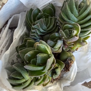 Molly added a photo of their purchase