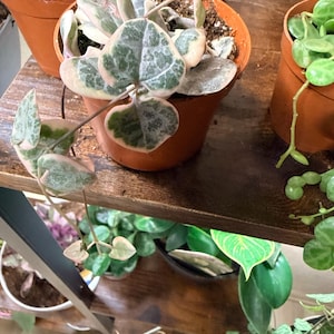 Candy added a photo of their purchase