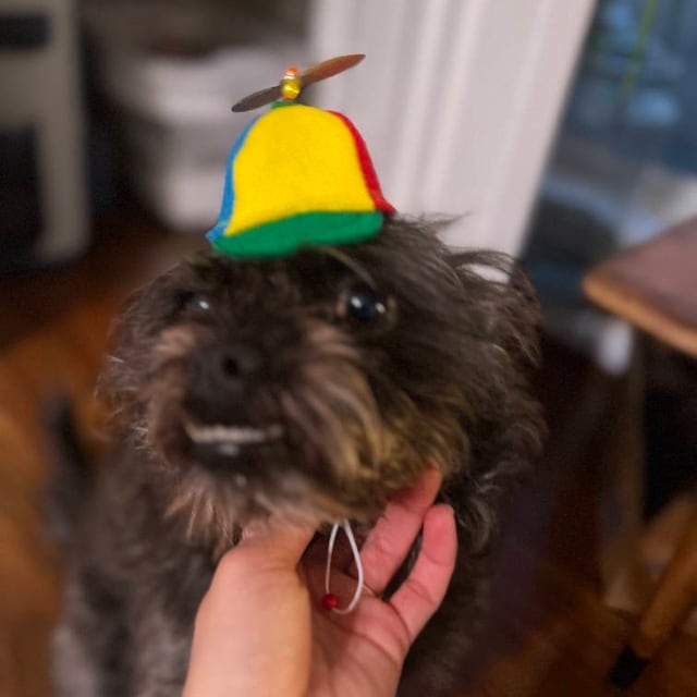 Dog Propeller Hat Small Dog Propeller Hat, Rainbow Helicopter Top