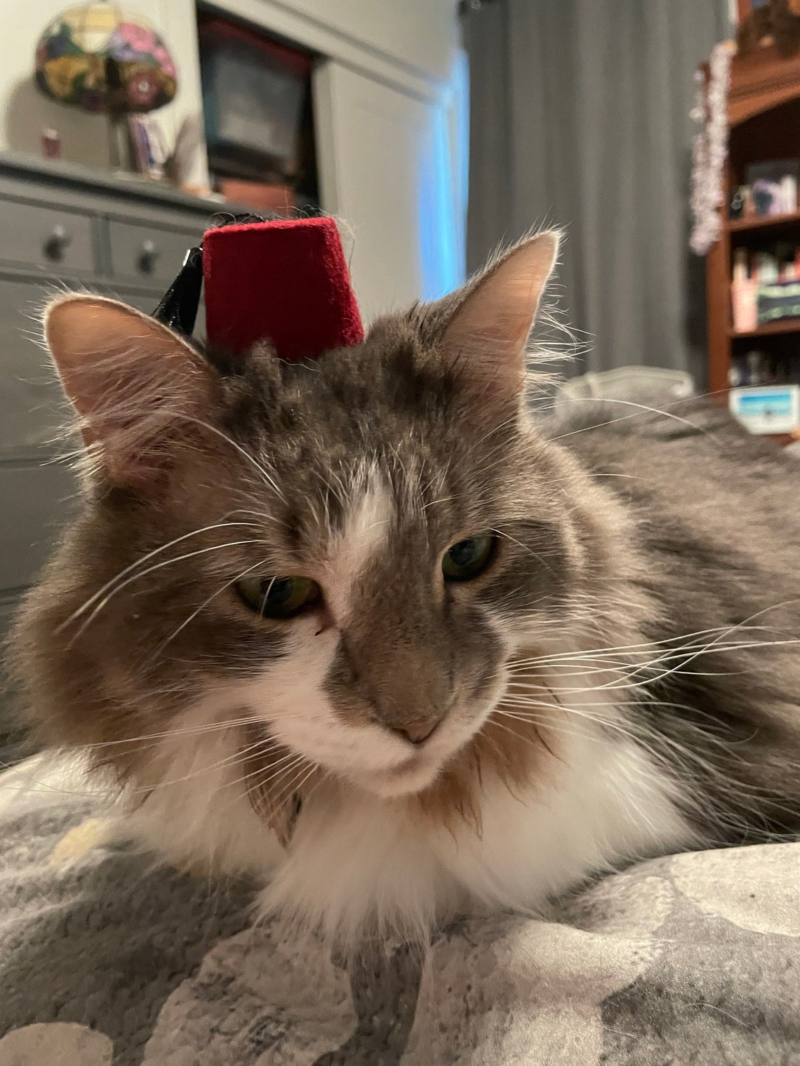 Customer photo of a pet with the Fez Hat mini small pet Cat Dog Hedgehog Vogue