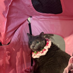 Ruth added a photo of their purchase