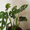 Monstera Adansonii Wide Form Swiss Cheese Plant - Etsy
