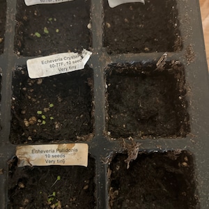 Blue Succulents Witchford Lithops Seeds, 100pcs/pack