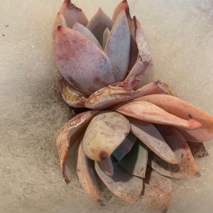 Ana added a photo of their purchase