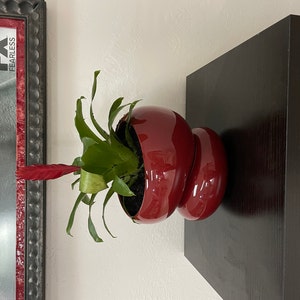 Light + Ladder: Fondra Self Watering Pot